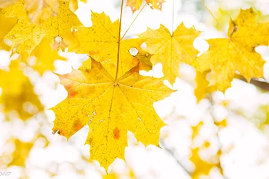 Yellow Maple Leaves Wallpapers