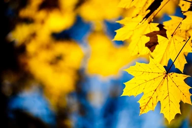 1600x900 Maple Yellow Leaves Wallpapers