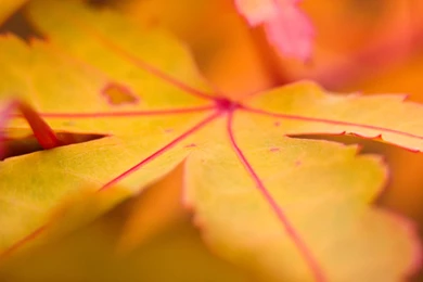 Yellow Leaf Wallpapers