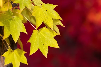 Wallpapers Texture Backgrounds Leaves Yellow Green Wallpapers ...