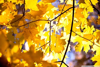 Yellow Maple Leaves HD Desktop Wallpapers : High Definition ...