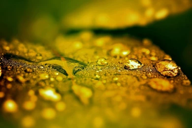 Yellow Oaks Tree Leaves Autumn Season HD Wallpapers ...