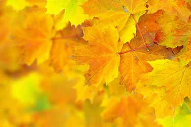 1920x1200 Autumn Yellow Leaves Wallpapers