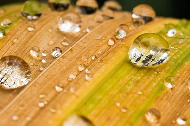 16652 Water Drops On Yellow Leaf 1920x1080 Photography Wallpapers ...