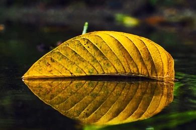 Yellow Leaf On Water iPhone 6 Wallpapers Download