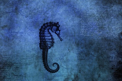 17 Seahorse HD Wallpapers