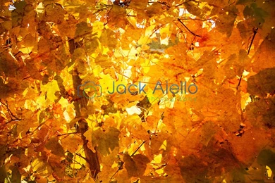 Yellow Autumn Leaves Wallpapers