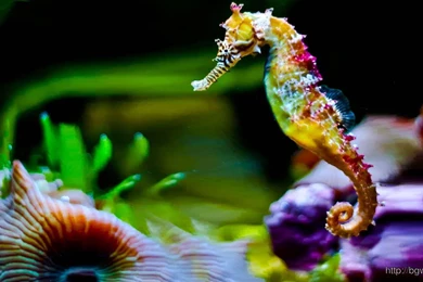 Colorful Seahorse Wallpapers Full Hd
