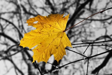 Single Yellow Leaf HD Desktop Wallpapers : High Definition ...