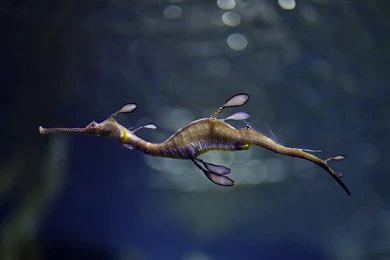 Seahorse Wallpapers For Android Uncalke.com