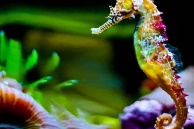 Seahorse Live Wallpapers Android Apps On Google Play