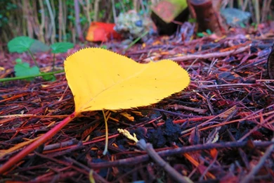 Yellow Leaf (HD Wallpaper) By Pimpernel On DeviantArt