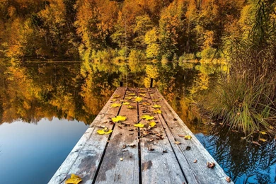 Yellow Leaves On The Bridge Wallpapers And Images   Wallpapers ...