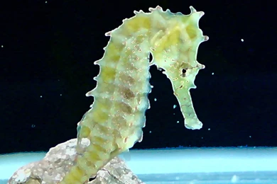 Seahorse Wallpapers Animals Town