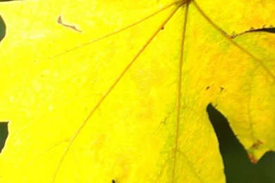 Yellow Leaves 02 Xperia Z2 Wallpapers