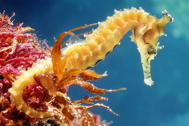 Seahorse Wallpapers Wide   Uncalke.com