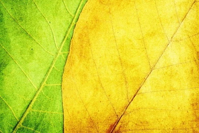 Texture Leaves Yellow Green Desktop Wallpapers Download Texture ...