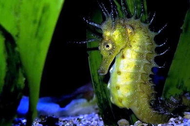 Browse Wallpapers By Seahorse Category