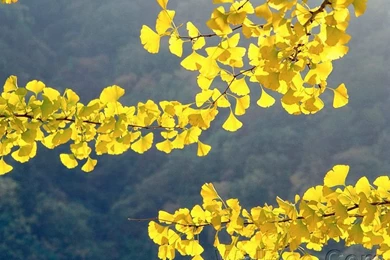 Photo: Fall Foliage, Yellow Ginkgo Leaves 40   Wallcoo.net