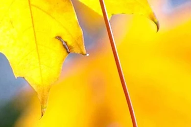 Plant Samsung Galaxy Note 4 Wallpapers HD