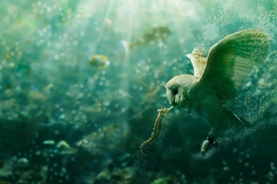 Water, Bubbles, Fantasy Art, Owls, Artwork, Underwater, Sea Horse ...