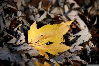 Download Fallen Yellow Leaf Wallpapers   Wallpapers Widest