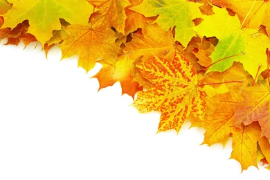 2794x2234px Yellow Leaves