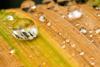 Autumn Yellow Leaves Dew Macro Wallpapers