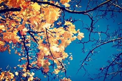 Yellow Autumn Leaves Wallpapers