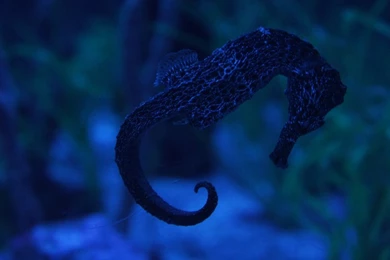 Fish Blue Seahorse Wallpapers (by PityTheVanity) ~ Wallpapers ...