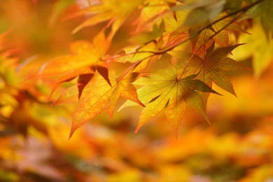 Yellow Autumn Leaves Wallpapers   2560x1600   857988