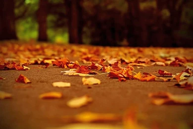 Beautiful Fall Leaf HD Wallpapers For Desktop