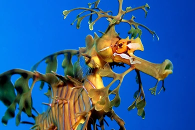 Wallpapers DB: Seahorse