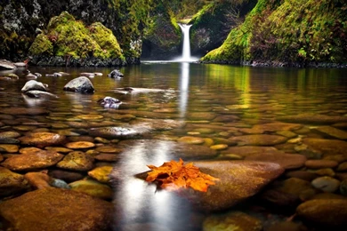 Yellow Leaf In The River HD Desktop Wallpapers : High Definition ...