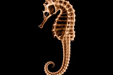 Seahorse HD Wallpapers