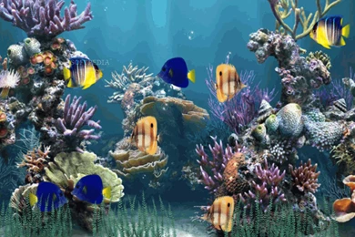 Animated Aquarium Wallpapers   Free Animated Wallpapers