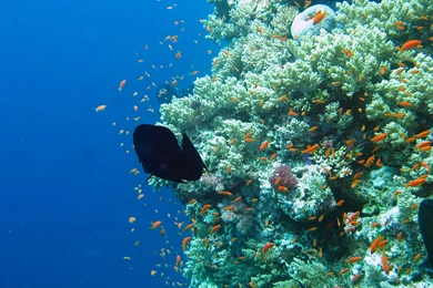 Under Water HD Wallpapers