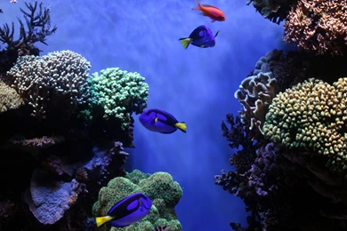 Blue Tang Fishes Aquarium Uhd Wallpapers   Ultra High Definition ...