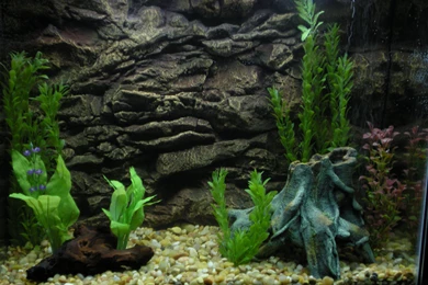 Aquarium Wallpapers HD Resolution   Ndemok.com