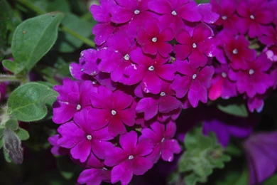 16370 Deep Purple Flowers.JPG