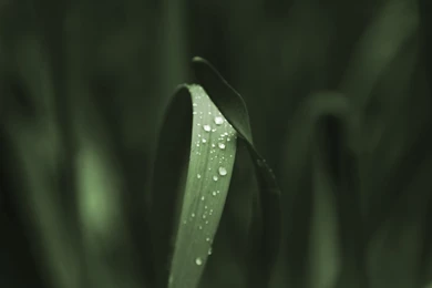 Green Veins Wallpapers Pack By Ythor On DeviantArt