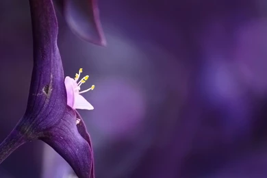 Red Violet Wallpapers   Color Wallpapers