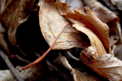 Desk Top Backgrounds HD