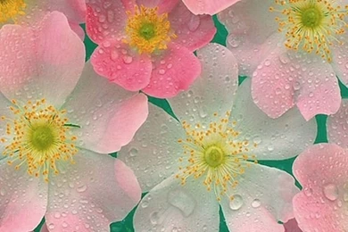 iPhone 5 Wallpapers HD   Retina Ready, Stunning Wallpapers