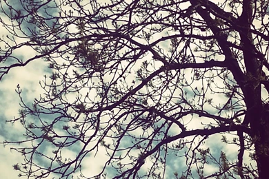 Blue Clouds Trees White Shadows Skies Branch Dramatic Wallpapers ...