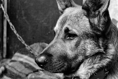Animals Dogs Sad Dramatic Look : Desktop And Mobile Wallpapers ...