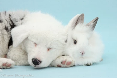 Pets: White Border Collie Pup And Bunny On Blue Backgrounds Photo ...