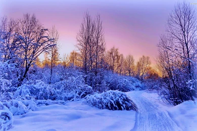 Narrow Snowy Path On A Winter Evening, Forest, Tree, Nature ...