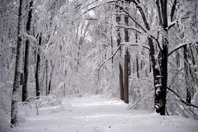 Snowy Road In Winter Wallpapers And Images   Wallpapers, Pictures ...