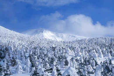 Snowy Winter Scenes 112994 Desktop Wallpapers